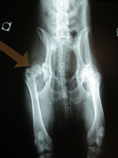 XRay showing Hip Displasia