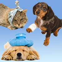 Do you have a pet needing emergency medical care?